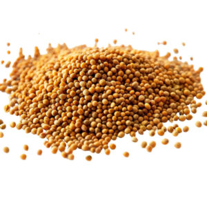YELLOW MUSTARD SEEDS